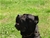 Ch. MASCALZONE LATINO - Triola Cane Corso